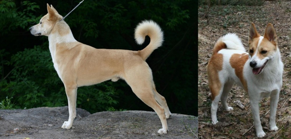 Norrbottenspets vs Canaan Dog - Breed Comparison