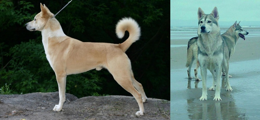 Northern Inuit Dog vs Canaan Dog - Breed Comparison