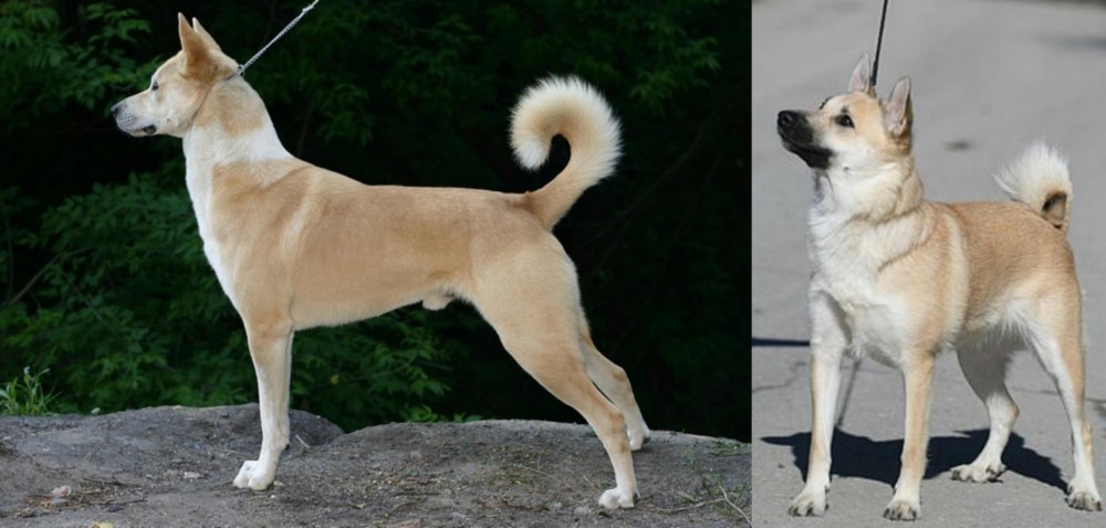 Norwegian Buhund vs Canaan Dog - Breed Comparison