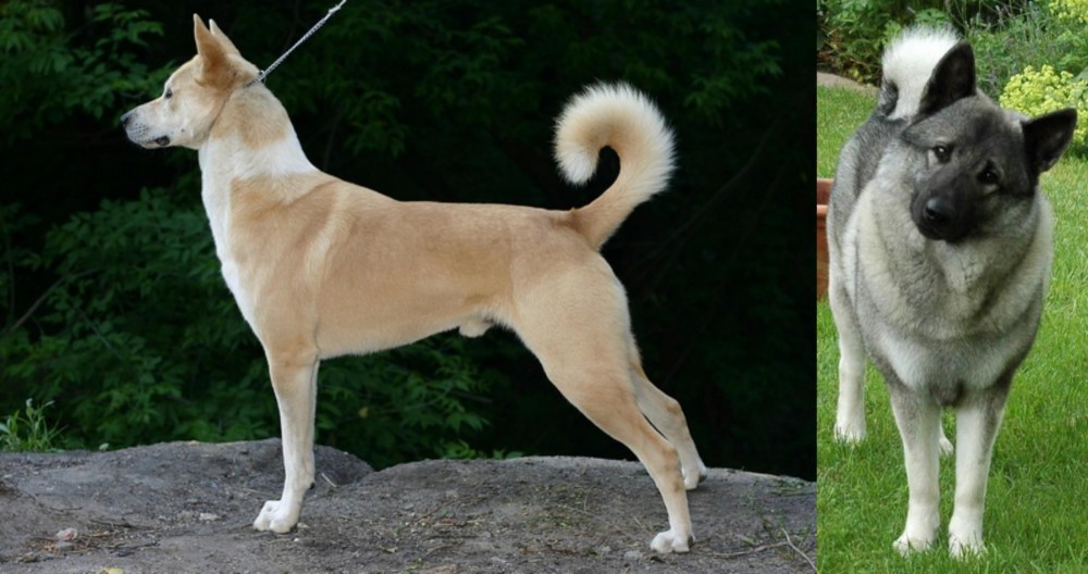Norwegian Elkhound vs Canaan Dog - Breed Comparison