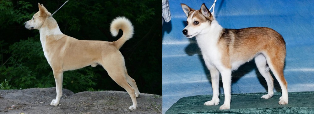 Norwegian Lundehund vs Canaan Dog - Breed Comparison