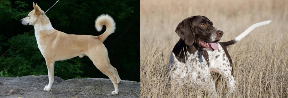Old Danish Pointer vs Canaan Dog - Breed Comparison