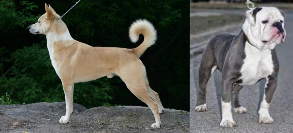 Old English Bulldog vs Canaan Dog - Breed Comparison