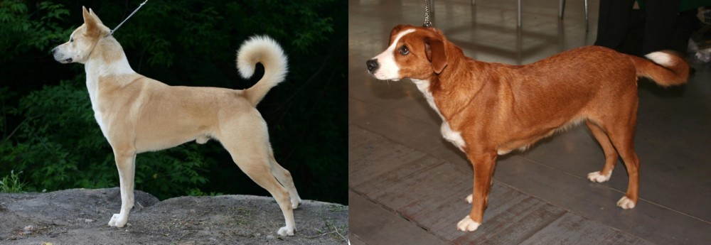 Osterreichischer Kurzhaariger Pinscher vs Canaan Dog - Breed Comparison