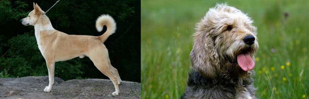 Otterhound vs Canaan Dog - Breed Comparison