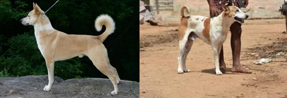 Pandikona vs Canaan Dog - Breed Comparison