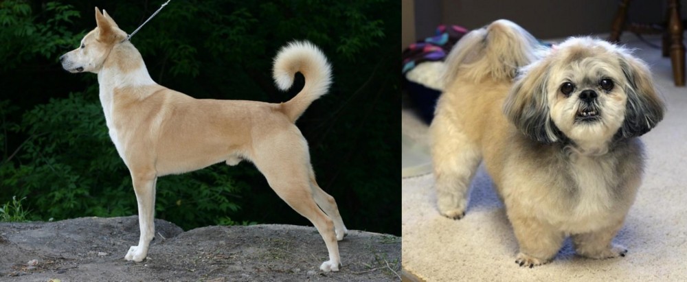 PekePoo vs Canaan Dog - Breed Comparison