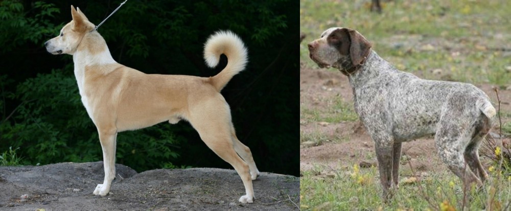 Perdiguero de Burgos vs Canaan Dog - Breed Comparison