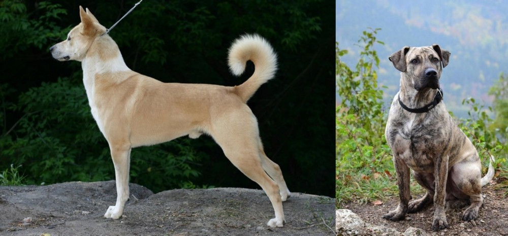 Perro Cimarron vs Canaan Dog - Breed Comparison