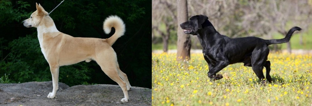 Perro de Pastor Mallorquin vs Canaan Dog - Breed Comparison