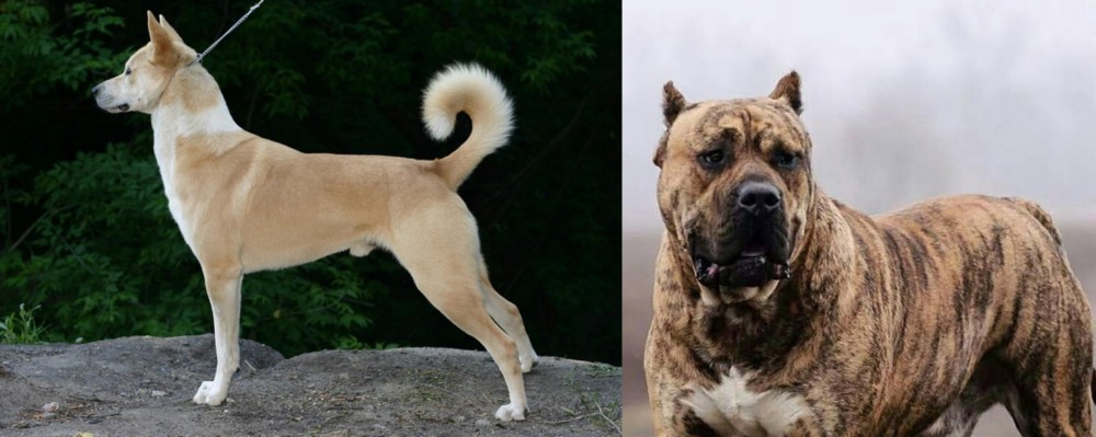 Perro de Presa Canario vs Canaan Dog - Breed Comparison