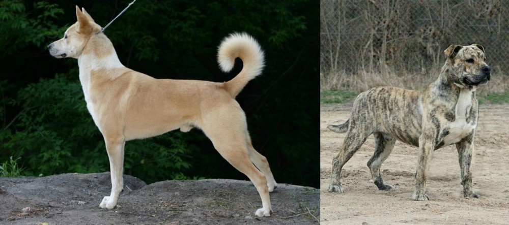 Perro de Presa Mallorquin vs Canaan Dog - Breed Comparison
