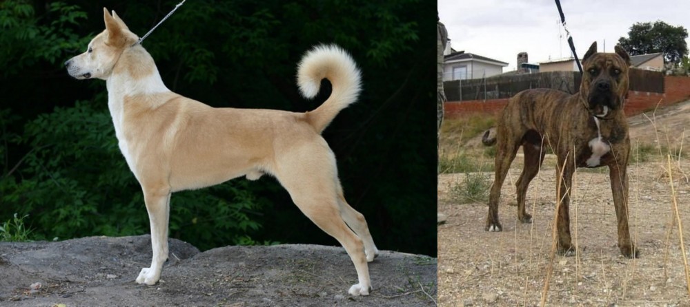 Perro de Toro vs Canaan Dog - Breed Comparison