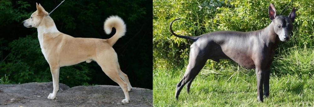 Peruvian Hairless vs Canaan Dog - Breed Comparison