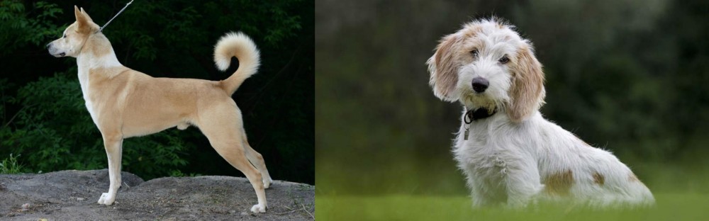 Petit Basset Griffon Vendeen vs Canaan Dog - Breed Comparison