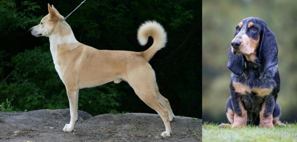 Petit Bleu de Gascogne vs Canaan Dog - Breed Comparison