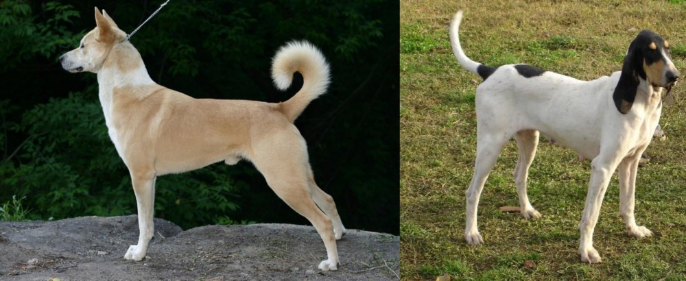Petit Gascon Saintongeois vs Canaan Dog - Breed Comparison