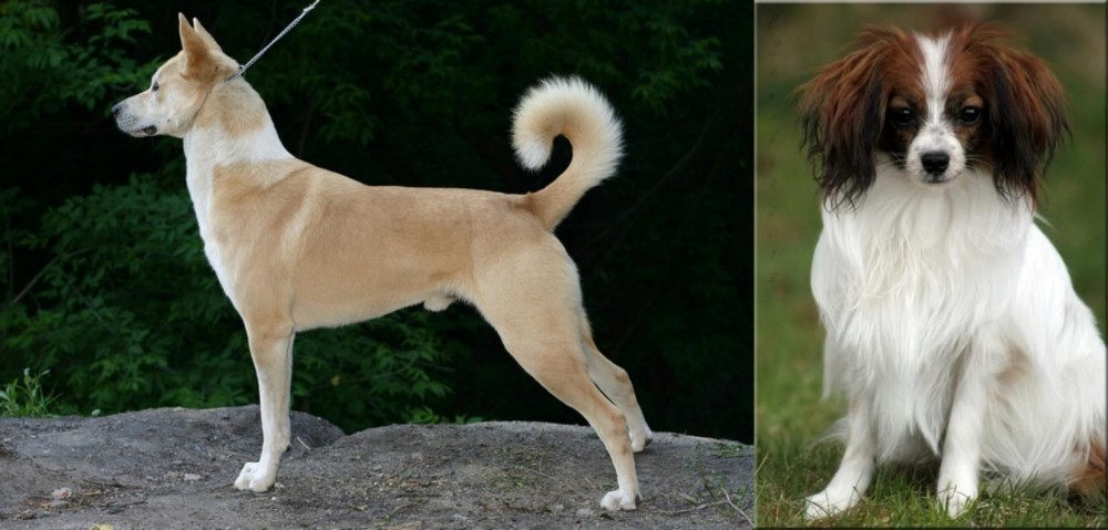 Phalene vs Canaan Dog - Breed Comparison