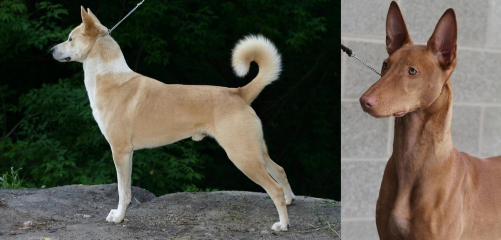 Pharaoh Hound vs Canaan Dog - Breed Comparison