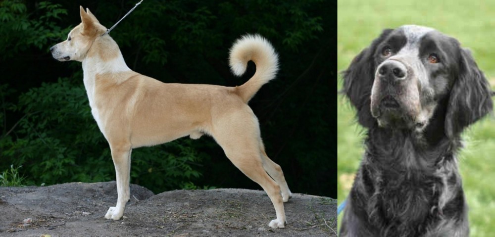 Picardy Spaniel vs Canaan Dog - Breed Comparison