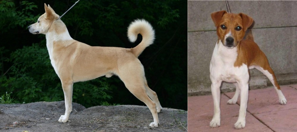 Plummer Terrier vs Canaan Dog - Breed Comparison