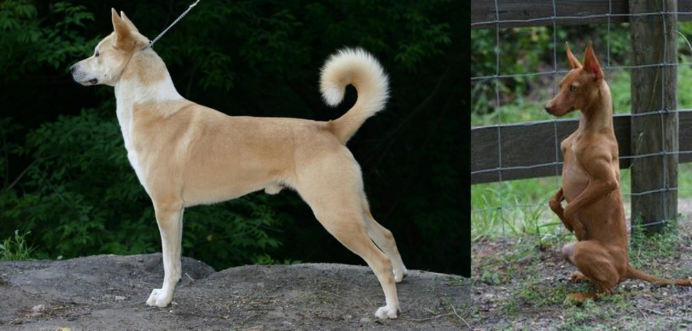 Podenco Andaluz vs Canaan Dog - Breed Comparison