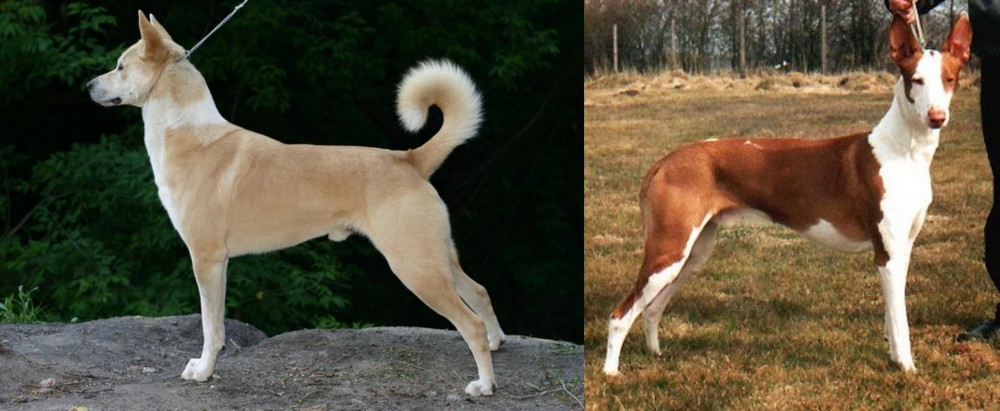 Podenco Canario vs Canaan Dog - Breed Comparison