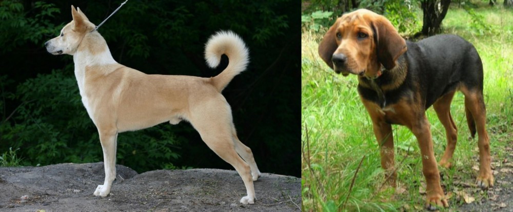 Polish Hound vs Canaan Dog - Breed Comparison