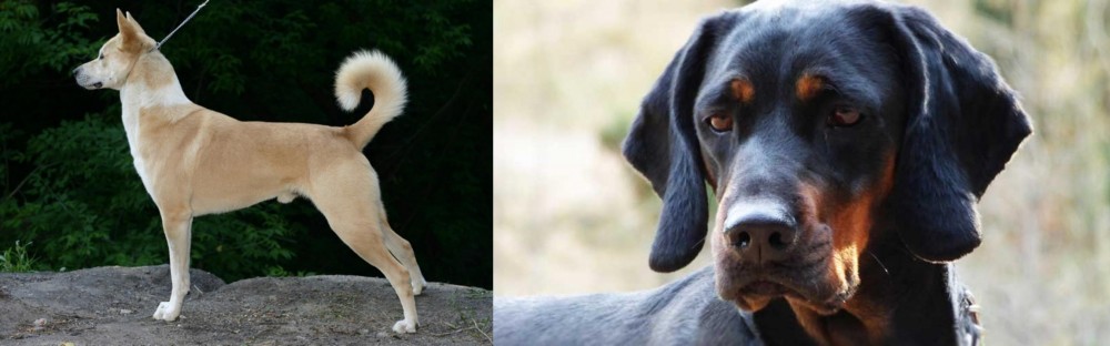 Polish Hunting Dog vs Canaan Dog - Breed Comparison