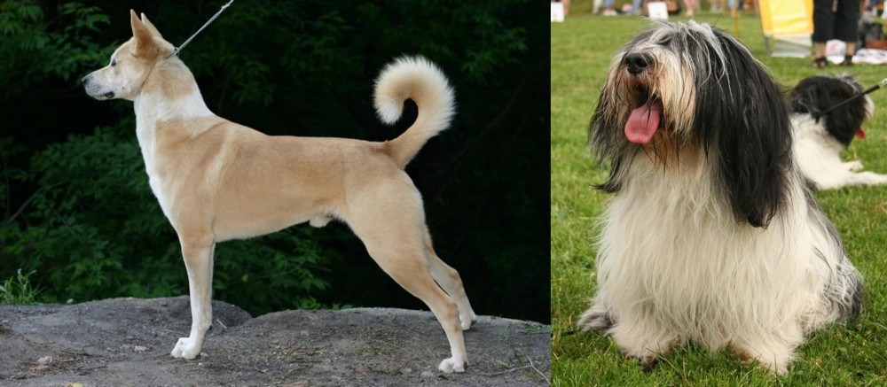 Polish Lowland Sheepdog vs Canaan Dog - Breed Comparison