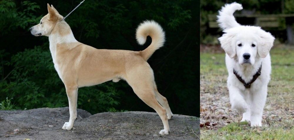 Polish Tatra Sheepdog vs Canaan Dog - Breed Comparison