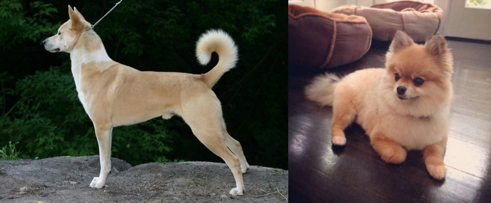 Pomeranian vs Canaan Dog - Breed Comparison