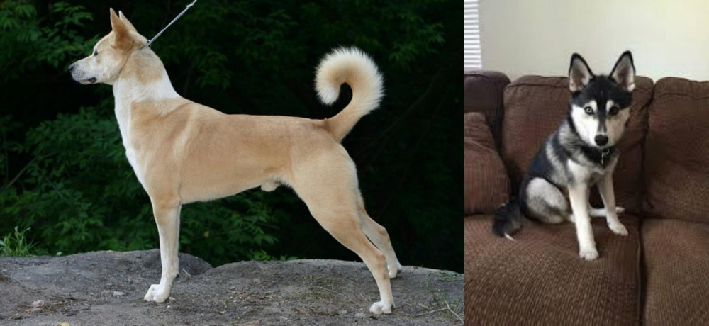 Pomsky vs Canaan Dog - Breed Comparison
