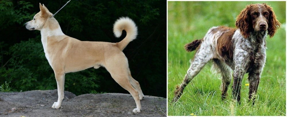 Pont-Audemer Spaniel vs Canaan Dog - Breed Comparison