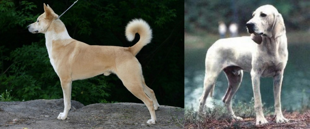 Porcelaine vs Canaan Dog - Breed Comparison