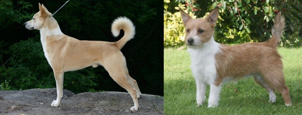 Portuguese Podengo vs Canaan Dog - Breed Comparison