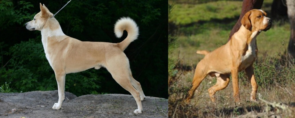 Portuguese Pointer vs Canaan Dog - Breed Comparison