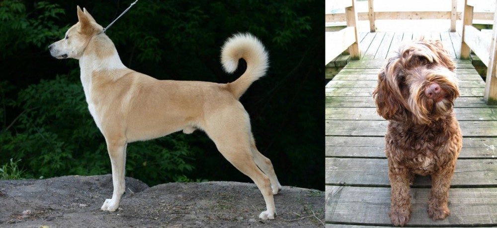 Portuguese Water Dog vs Canaan Dog - Breed Comparison