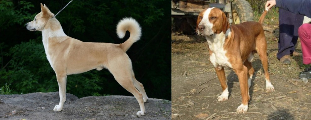 Posavac Hound vs Canaan Dog - Breed Comparison