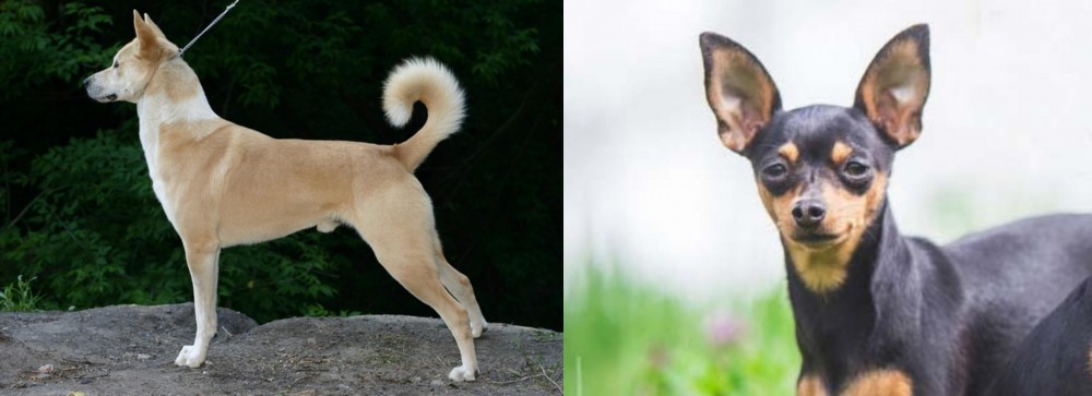Prazsky Krysarik vs Canaan Dog - Breed Comparison