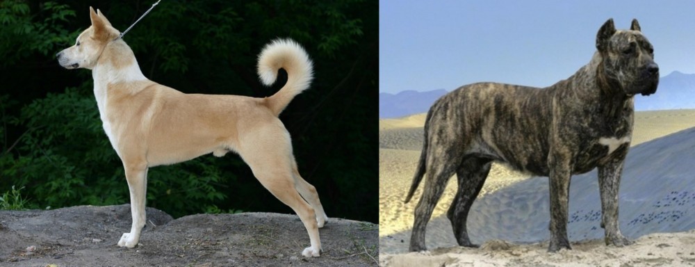 Presa Canario vs Canaan Dog - Breed Comparison