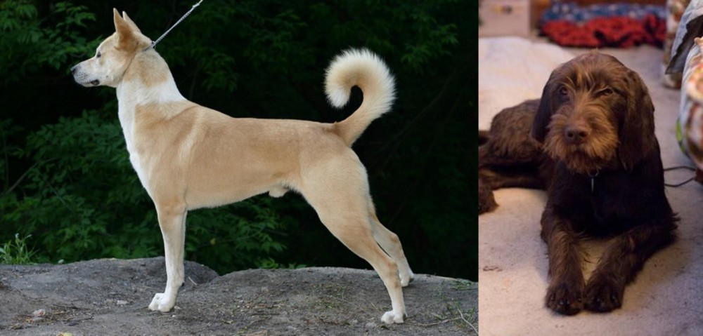 Pudelpointer vs Canaan Dog - Breed Comparison