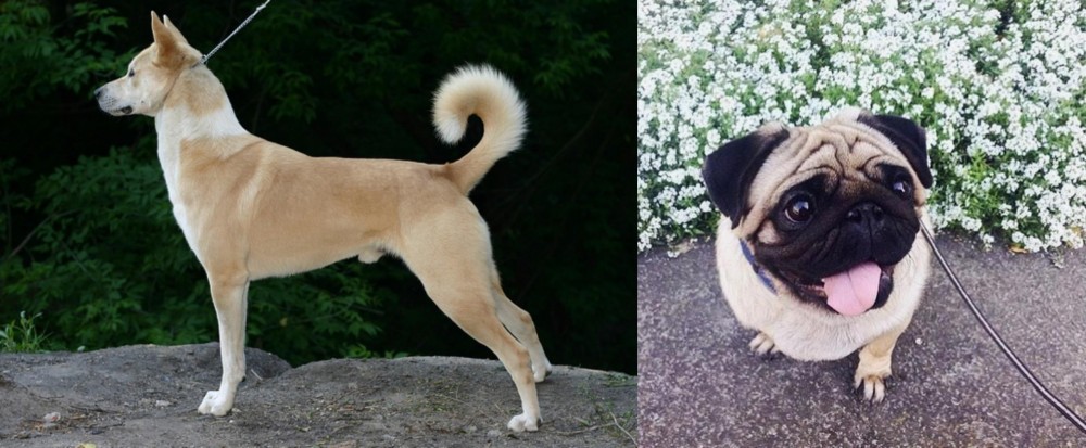 Pug vs Canaan Dog - Breed Comparison