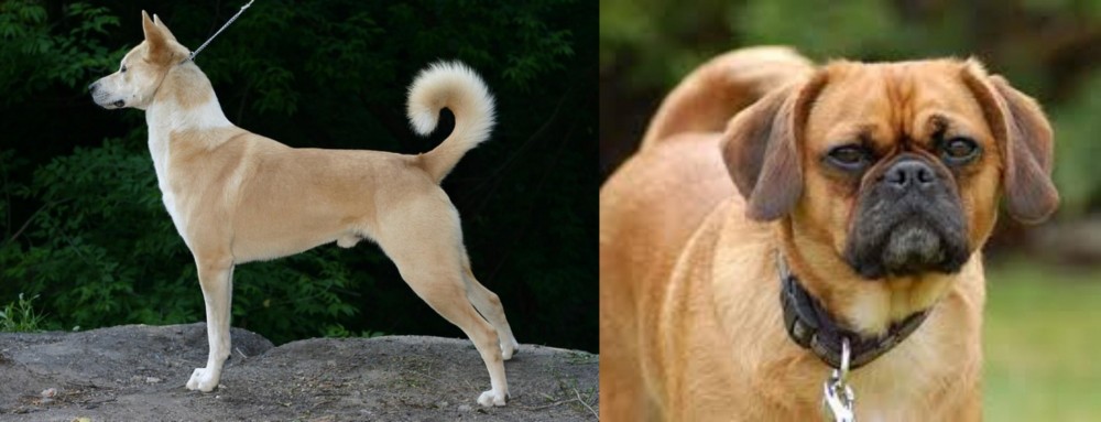 Pugalier vs Canaan Dog - Breed Comparison