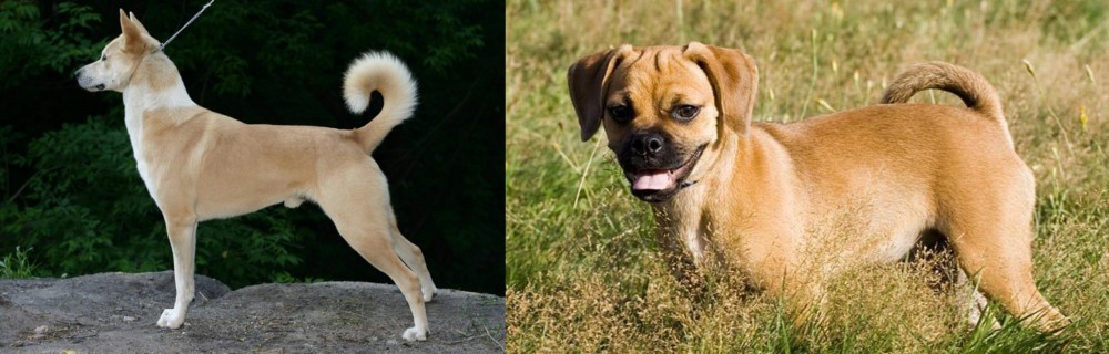 Puggle vs Canaan Dog - Breed Comparison
