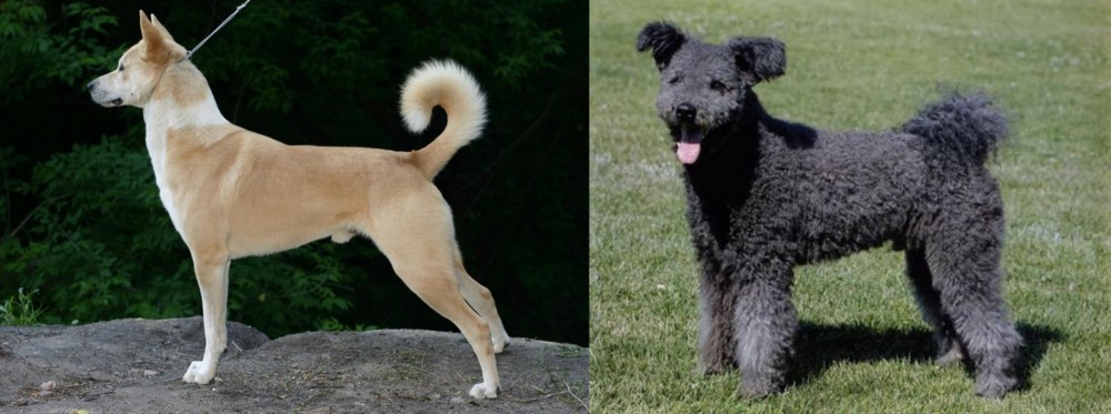 Pumi vs Canaan Dog - Breed Comparison
