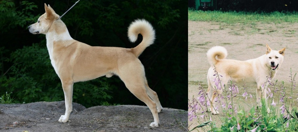 Pungsan Dog vs Canaan Dog - Breed Comparison