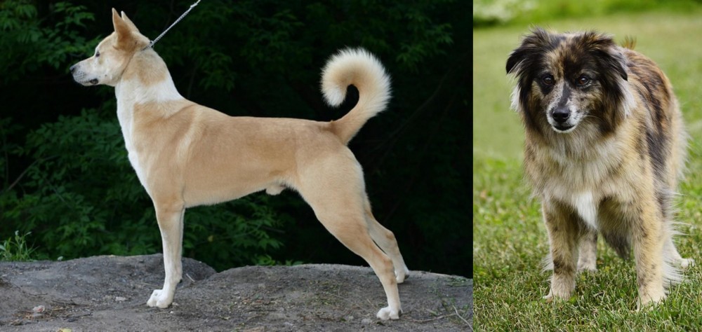 Pyrenean Shepherd vs Canaan Dog - Breed Comparison