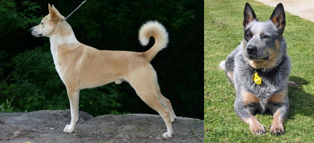Queensland Heeler vs Canaan Dog - Breed Comparison