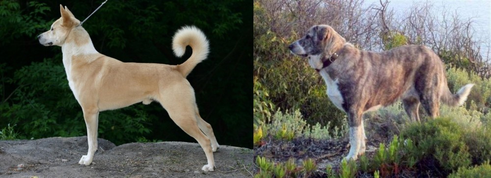 Rafeiro do Alentejo vs Canaan Dog - Breed Comparison